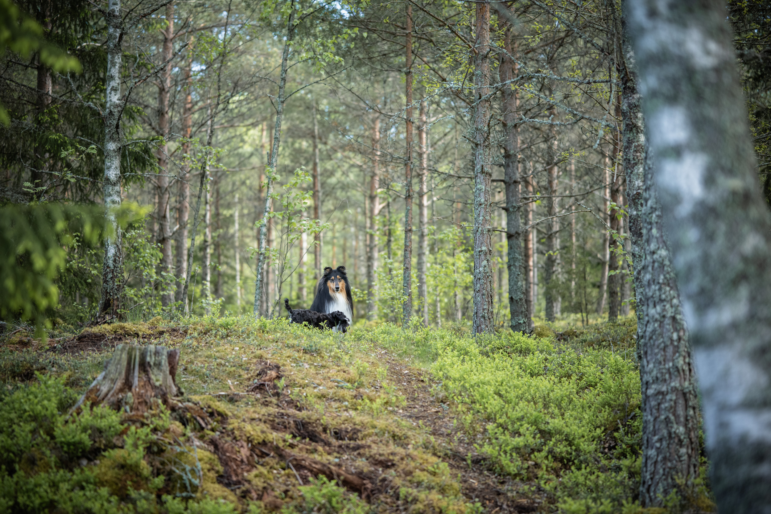 Koiria Naantalin Koirametsässä