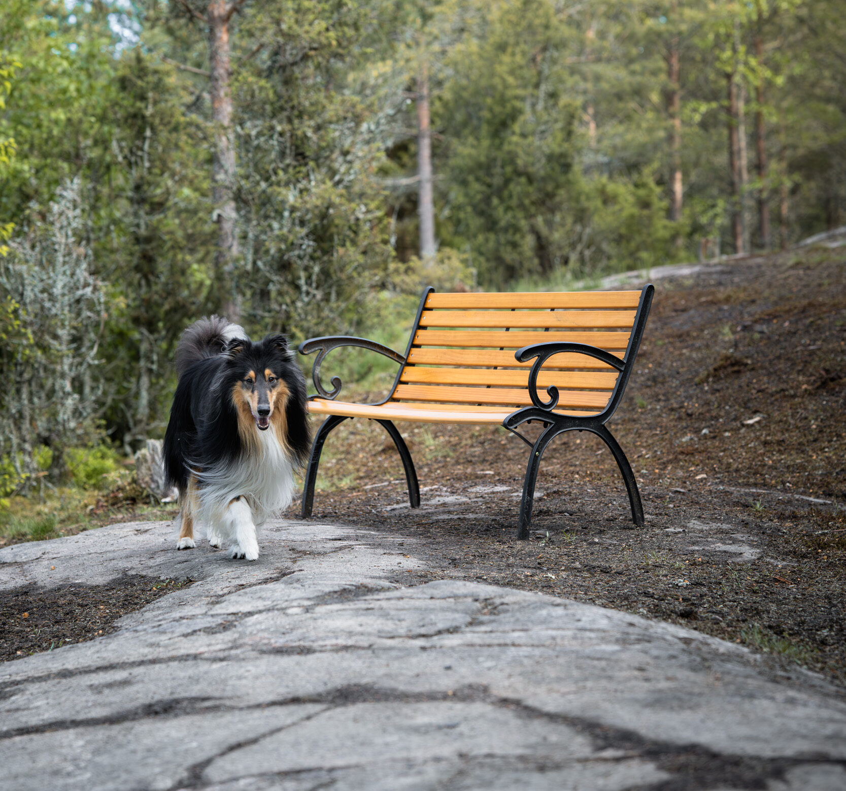 Koira ja penkki Naantalin Koirametsässä